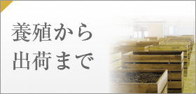 養殖から出荷まで